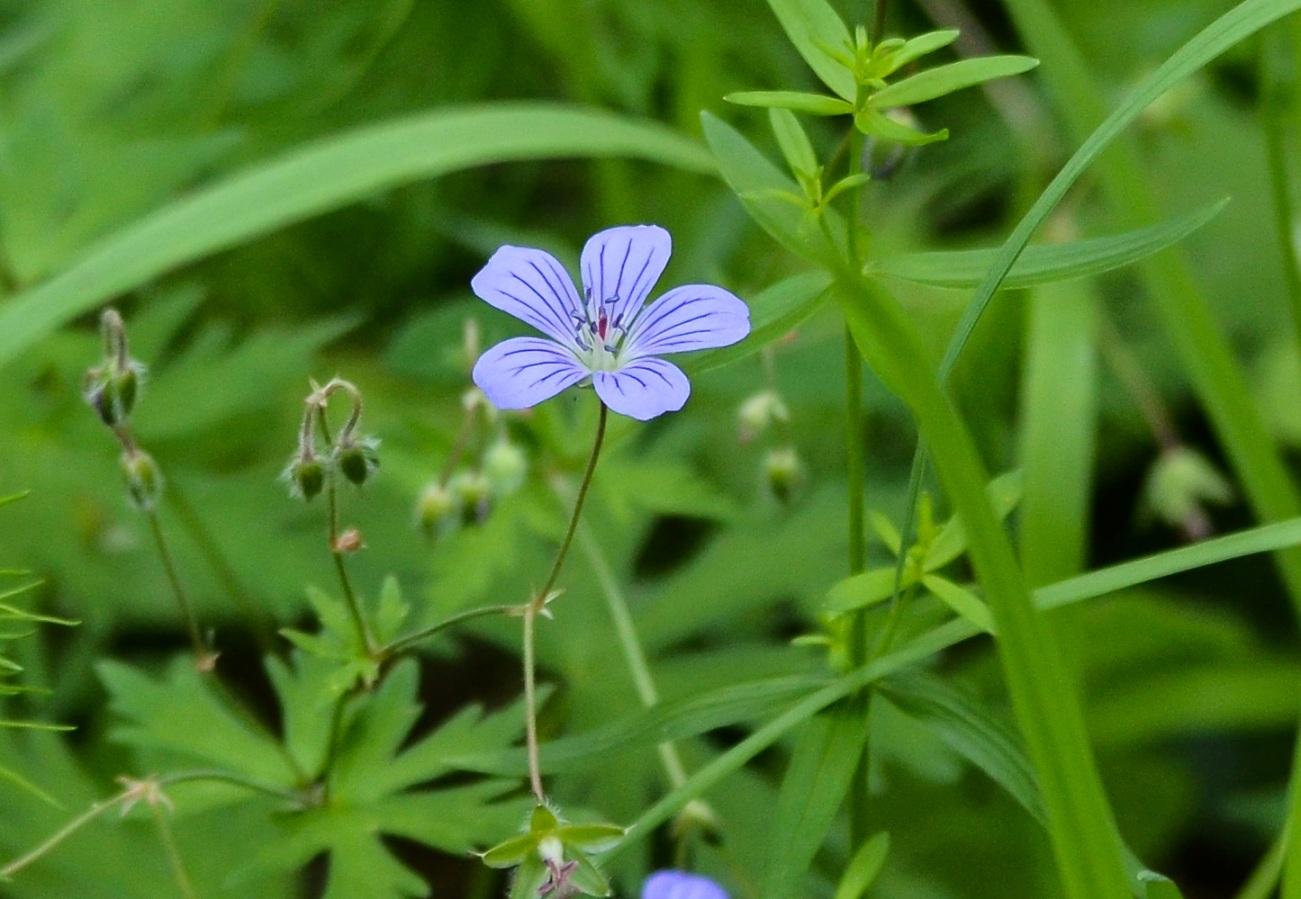 Image of Geranium pseudosibiricum specimen.