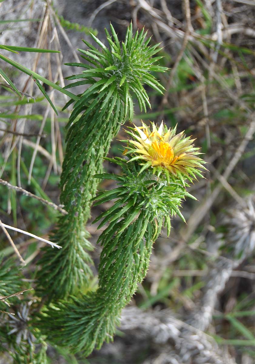 Image of Cullumia squarrosa specimen.