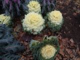 Brassica oleracea разновидность viridis. Вегетирующие растения во время заморозка. Тверская обл., г. Тверь, Городской сад, клумба. 13 ноября 2018 г.