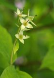 genus Philadelphus