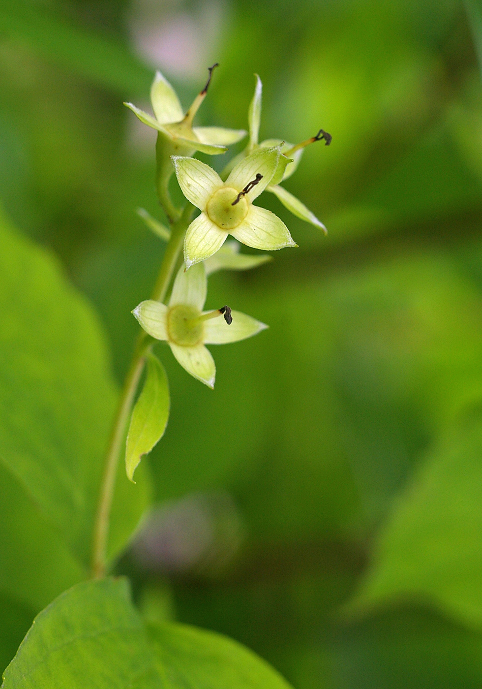 Изображение особи род Philadelphus.