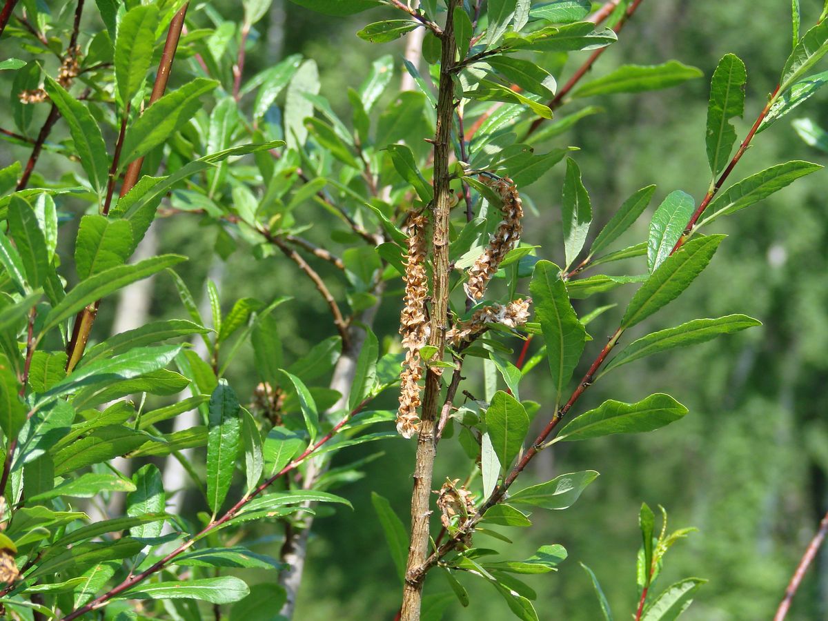 Image of Salix rhamnifolia specimen.