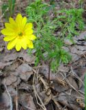 Adonis volgensis