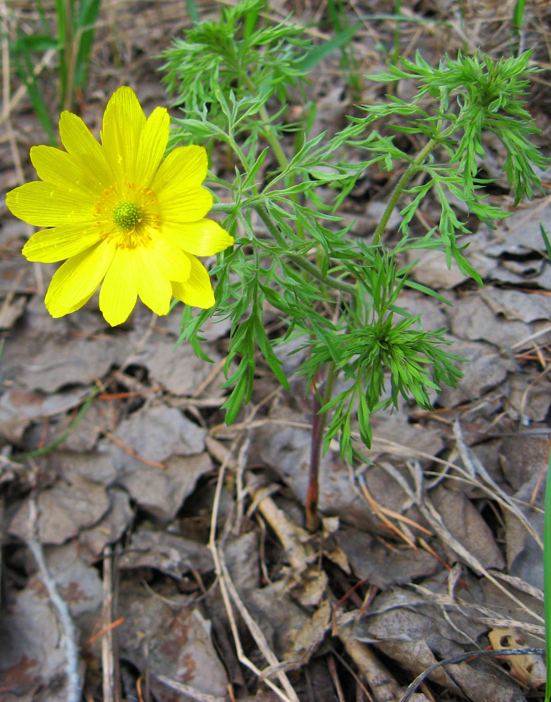 Image of Adonis volgensis specimen.