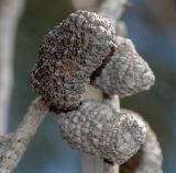 Allocasuarina inophloia. Соплодие. Израиль, Шарон, пос. Кфар Монаш, ботанический сад \"Хават Ганой\". 24.09.2018.