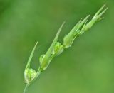 Gladiolus tenuis