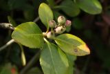 Rhaphiolepis umbellata. Верхушка побега с созревающими плодами. Краснодарский край, г. Сочи, Лазаревский р-н, сан. \"Белые Ночи\", в культуре. 08.08.2018.