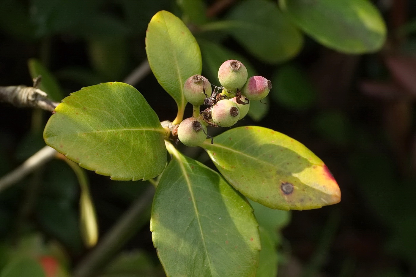 Изображение особи Rhaphiolepis umbellata.