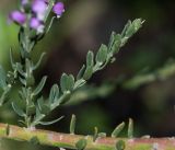 Muraltia spinosa