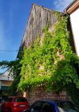 Vitis vinifera. Плодоносящие растения на стене старинной винодельни. Германия, г. Heidelberg, Rohrbach. 21.06.2018.