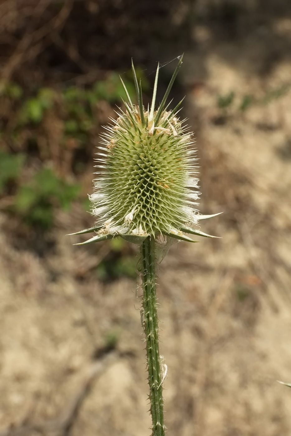 Изображение особи Dipsacus laciniatus.