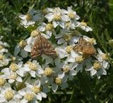 Achillea cartilaginea. Соцветия с кормящимися луговыми мотыльками (Loxostege sticticalis). Казахстан, Восточно-Казахстанская обл., Уланский р-н, окр. с. Украинка, луг. 23.07.2014.