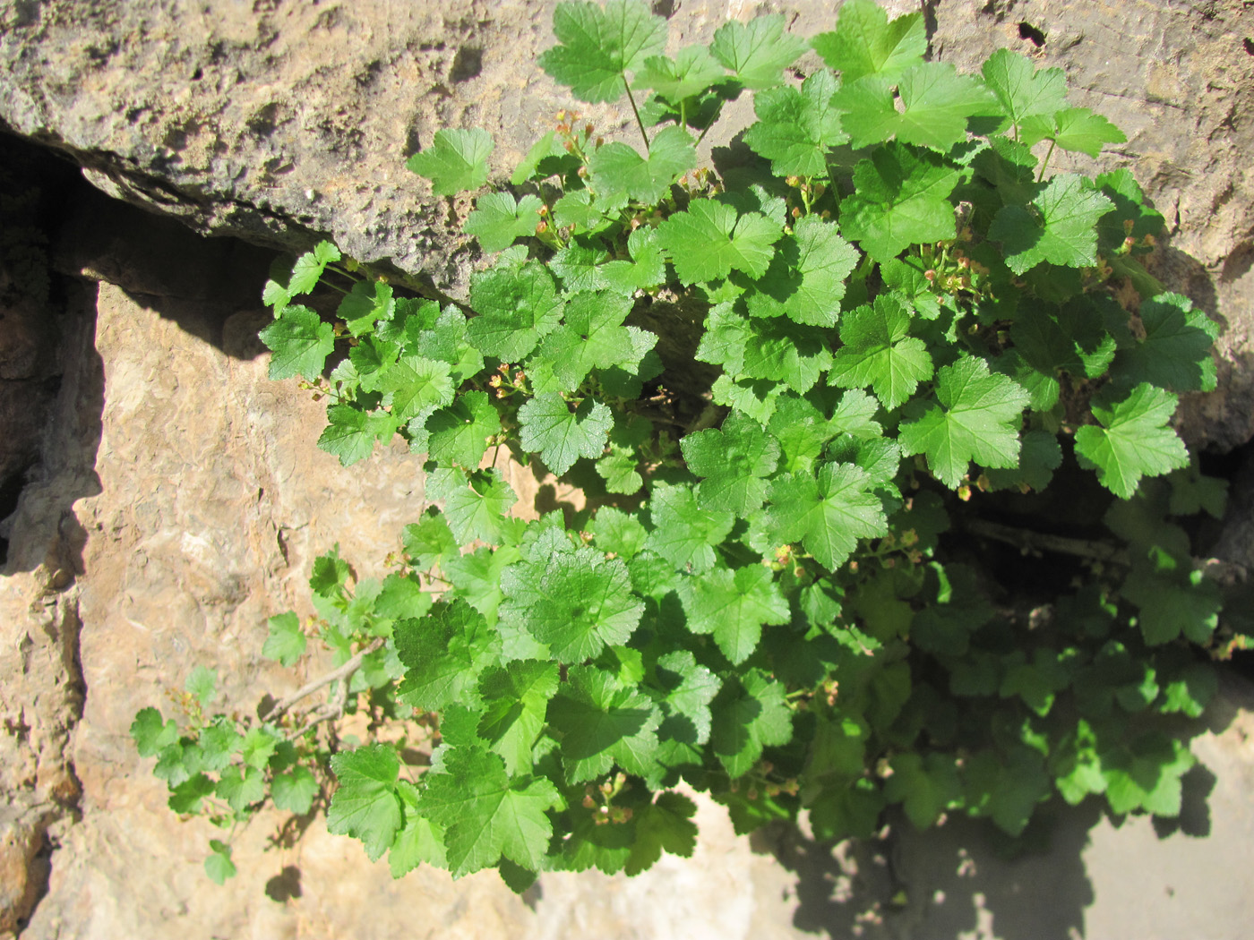 Image of Ribes malvifolium specimen.