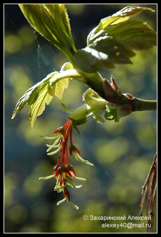 Image of Acer negundo specimen.