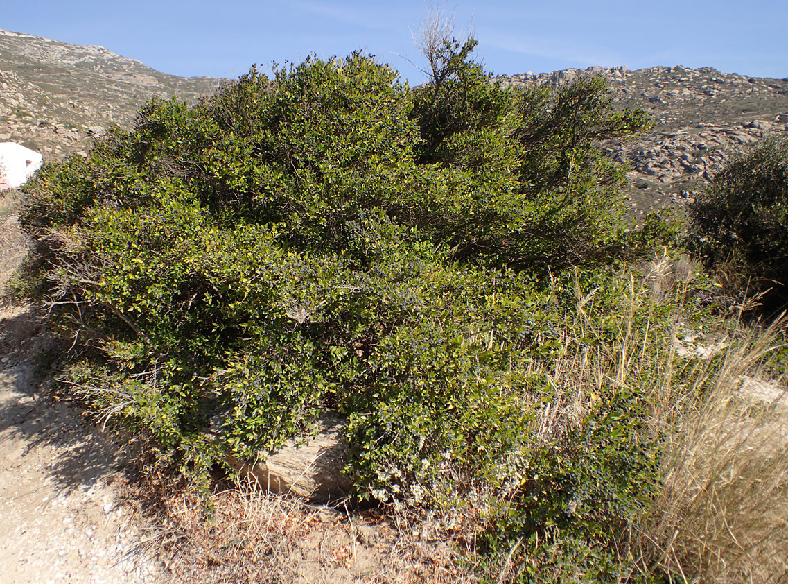 Image of Myrtus communis specimen.