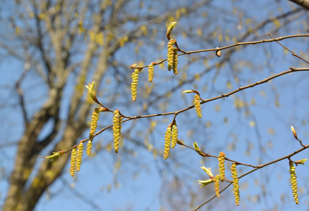 Изображение особи Carpinus betulus.