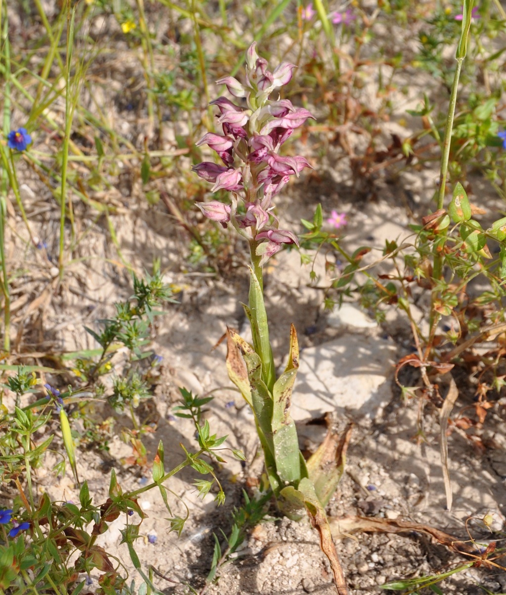 Image of Anacamptis coriophora ssp. fragrans specimen.