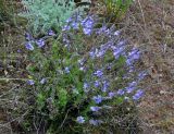 Veronica capsellicarpa. Цветущие растения. Астраханская обл., берег оз. Баскунчак, окр. Баскунчакской пещеры, сухая степь. 02.05.2019.