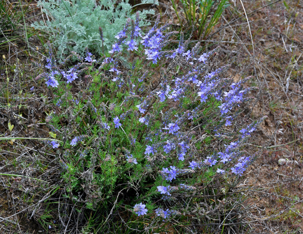 Image of Veronica capsellicarpa specimen.