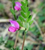 Vicia cordata