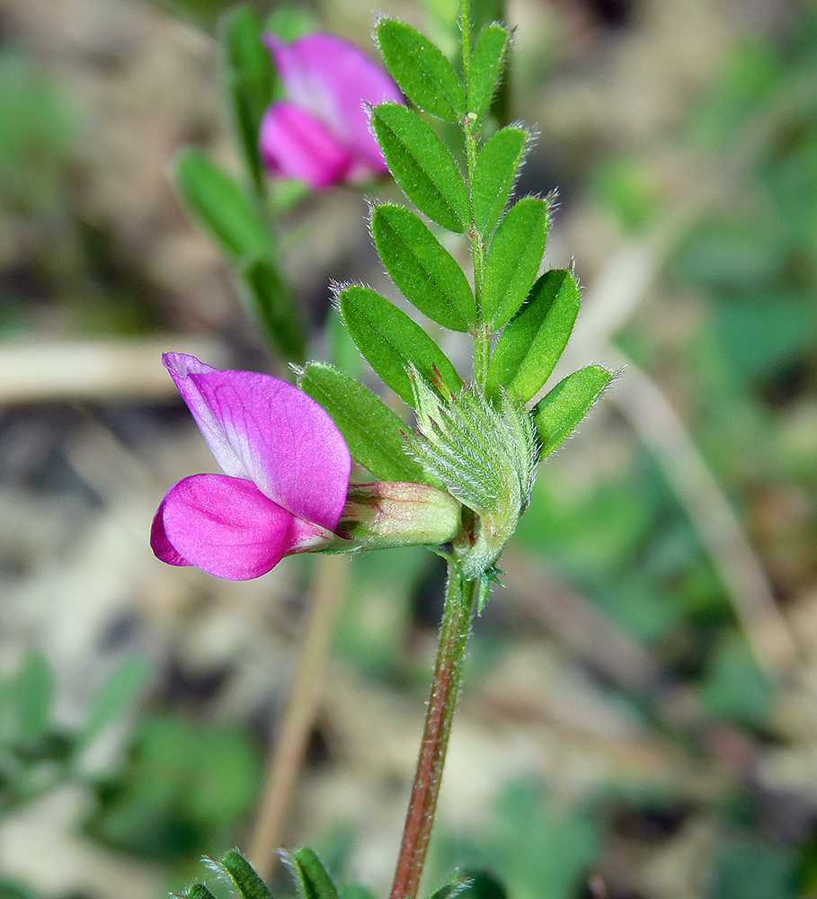 Изображение особи Vicia cordata.