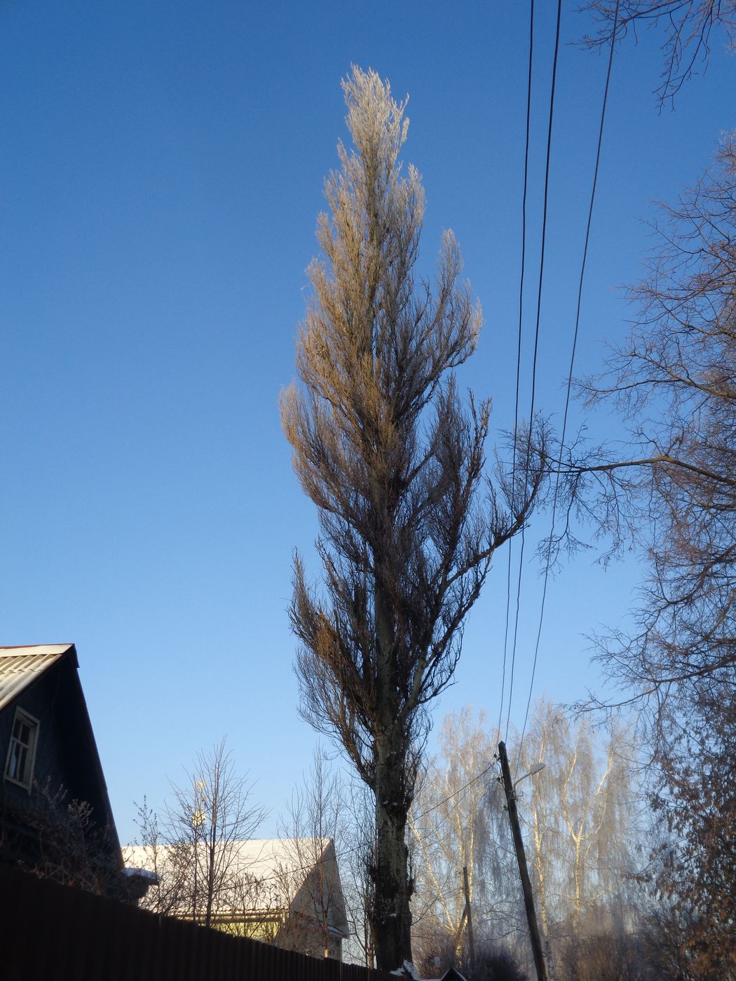 Изображение особи Populus alba.