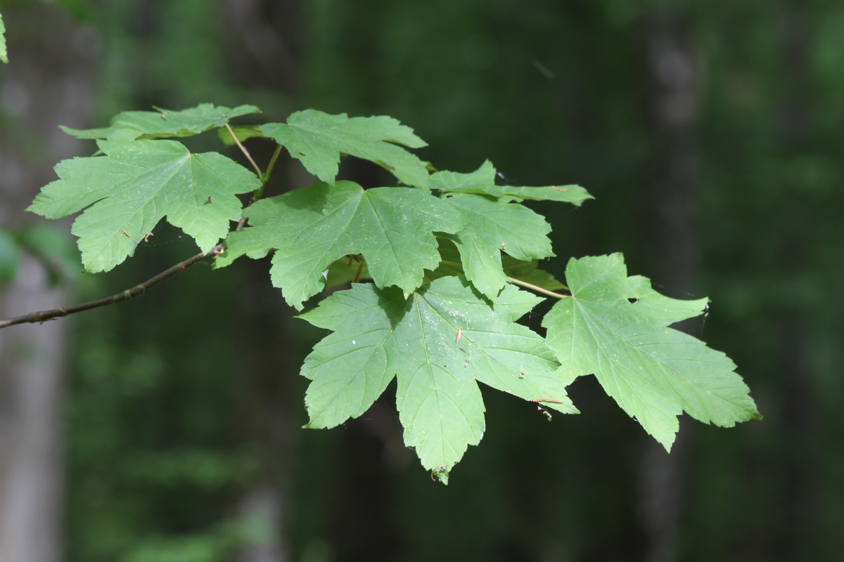 Изображение особи Acer pseudoplatanus.