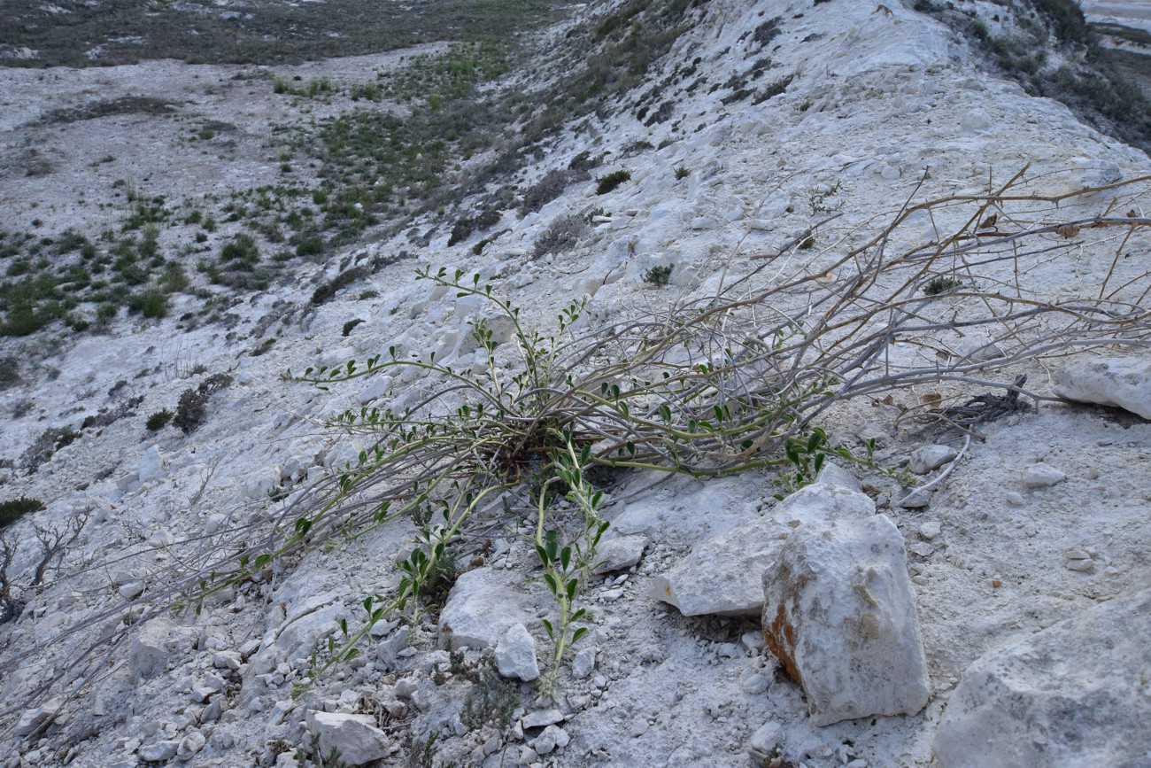 Image of Capparis herbacea specimen.