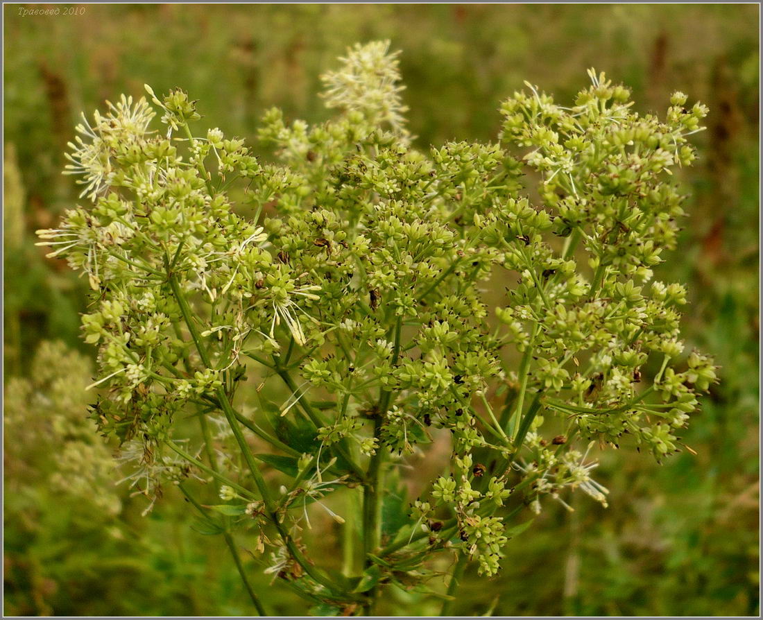 Image of Thalictrum flavum specimen.