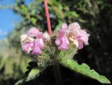 Phlomoides tuberosa. Часть общего соцветия. Кабардино-Балкария, Эльбрусский р-н, окр. г. Тырныауз, ок. 1400 м н.у.м., среди Berberis vulgaris и Juniperus sabina на склоне. 05.07.2019.