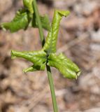 Image of taxon representative. Author is Татьяна Мальчинская