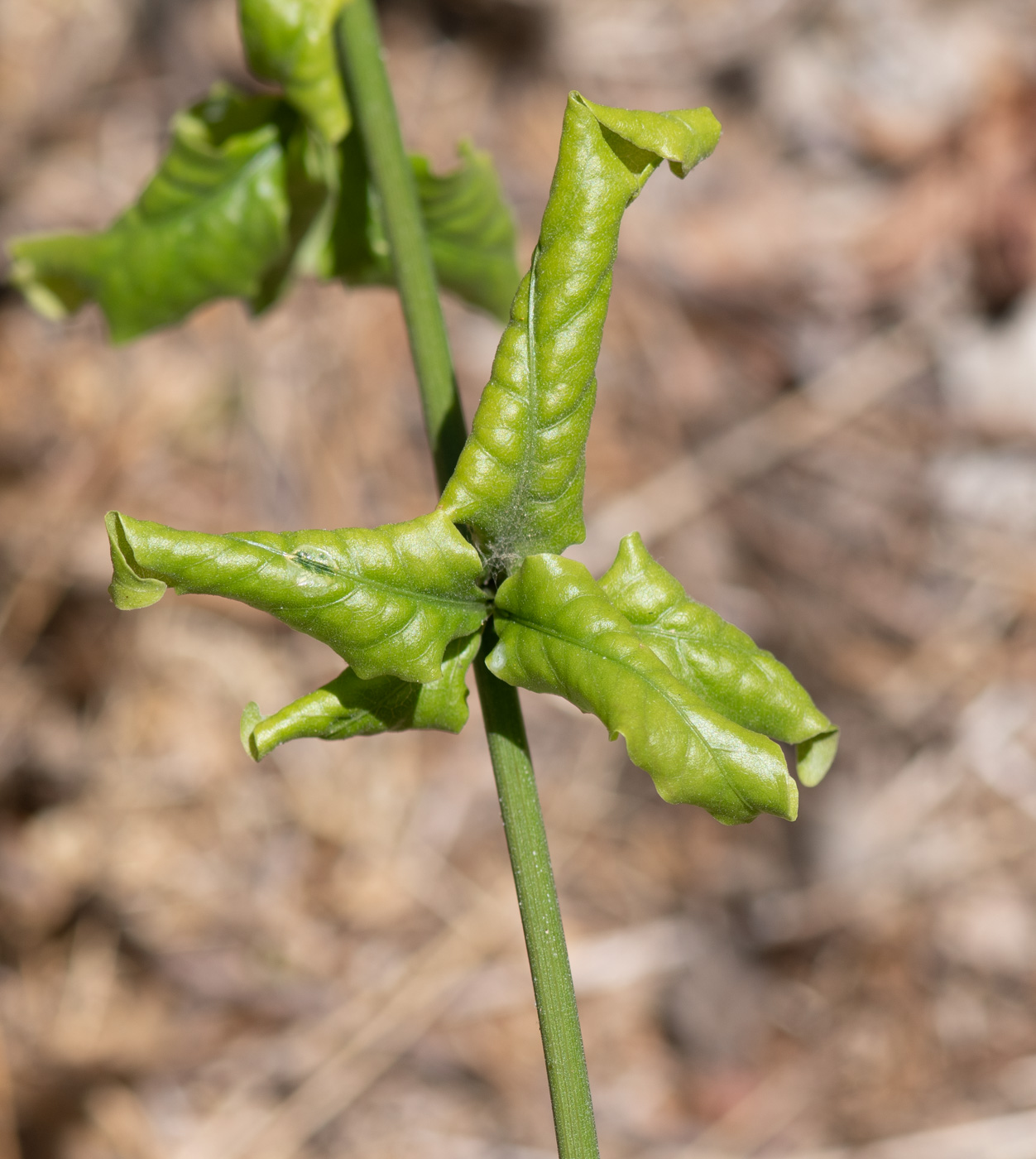 Image of Plumbago zeylanica specimen.