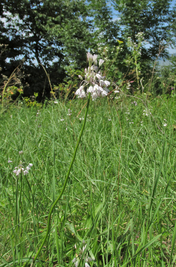 Изображение особи Allium paniculatum.