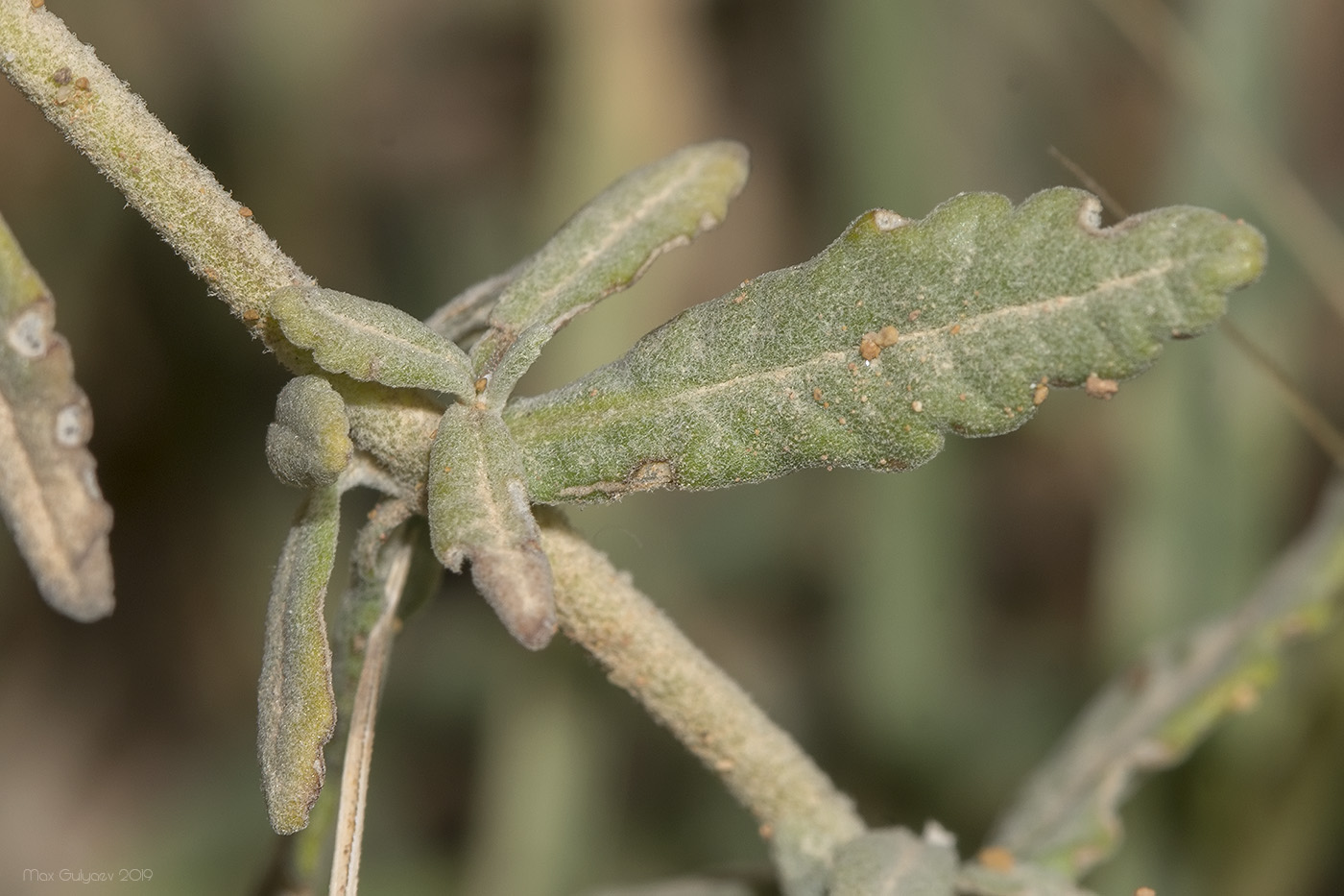 Изображение особи Teucrium capitatum.