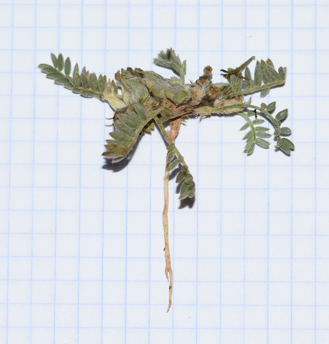 Image of Astragalus tribuloides specimen.