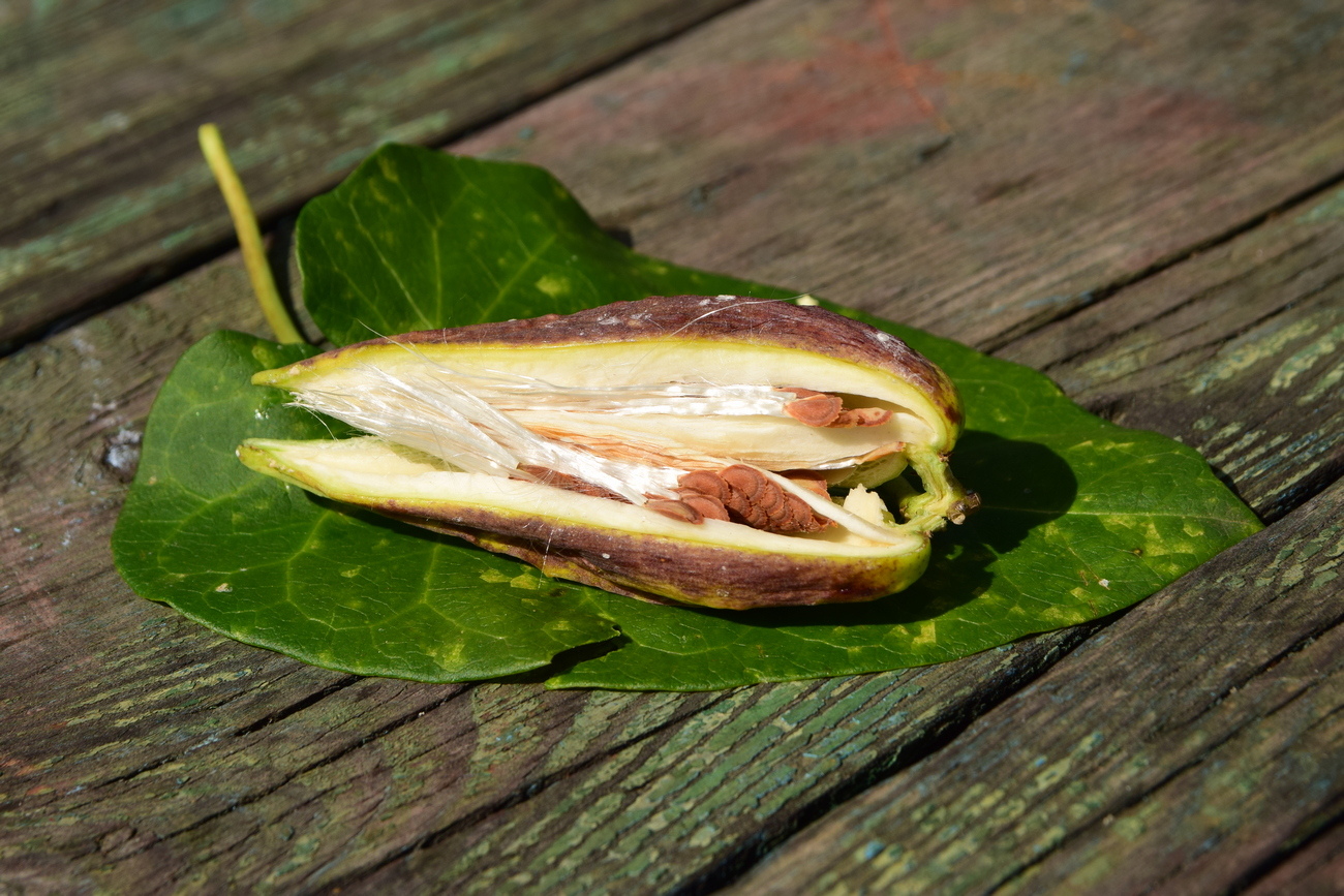 Image of Metaplexis japonica specimen.