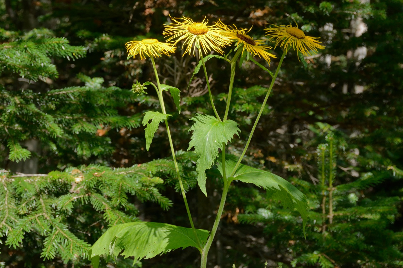 Изображение особи Telekia speciosa.