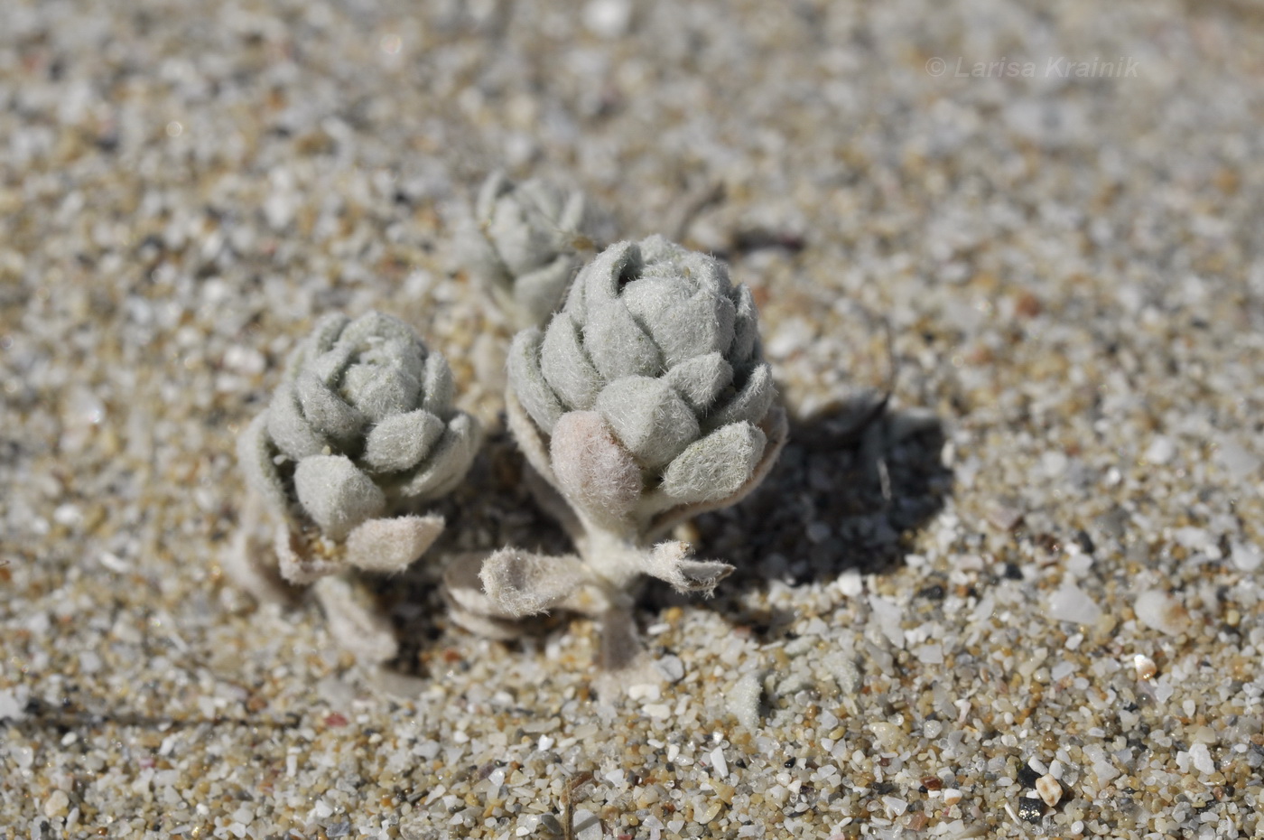 Image of Odontarrhena borzaeana specimen.