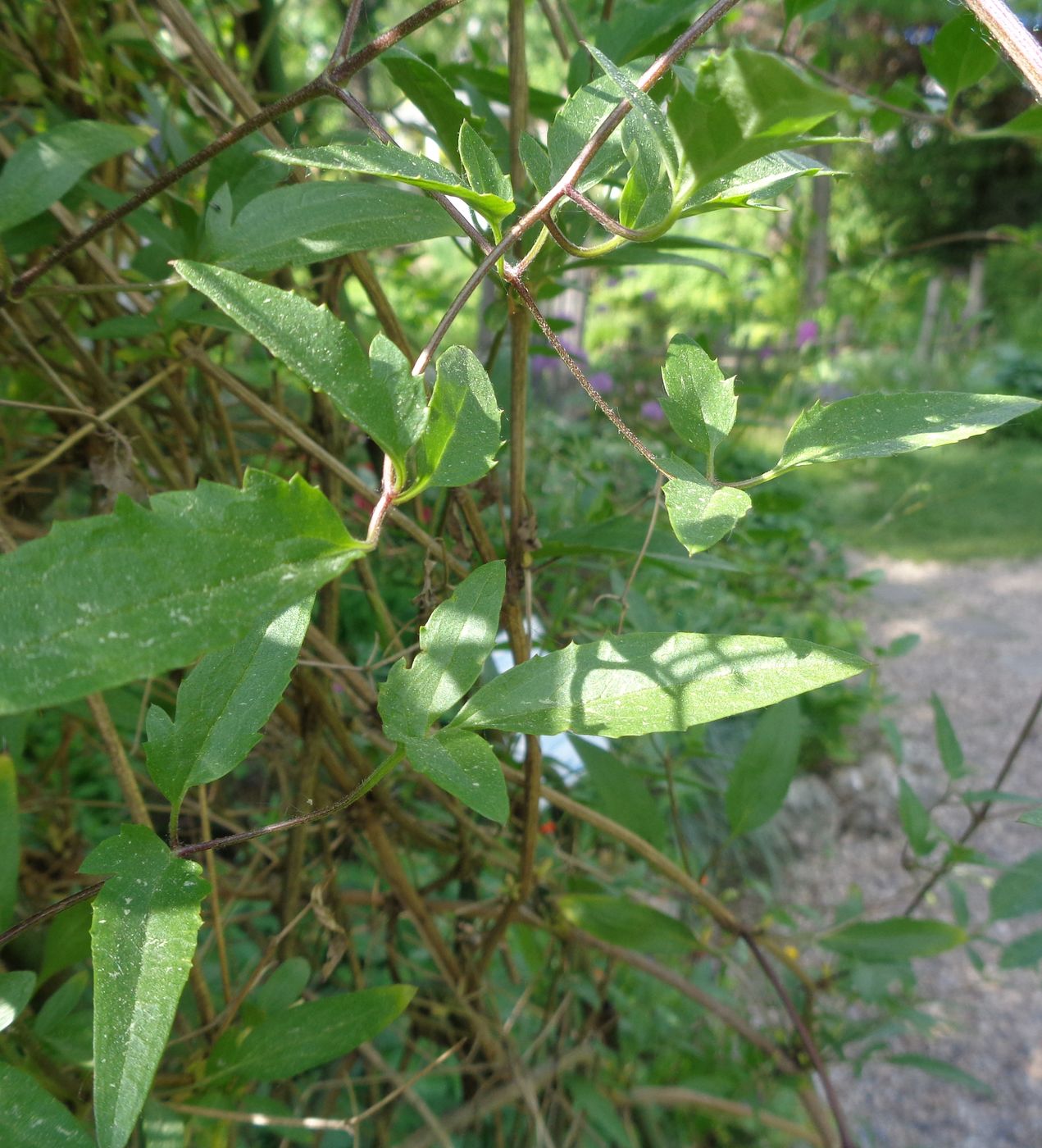 Image of Clematis tangutica specimen.