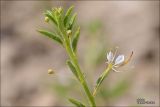 Cleome canescens