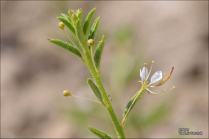 Image of Cleome canescens specimen.