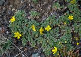 Potentilla acaulis