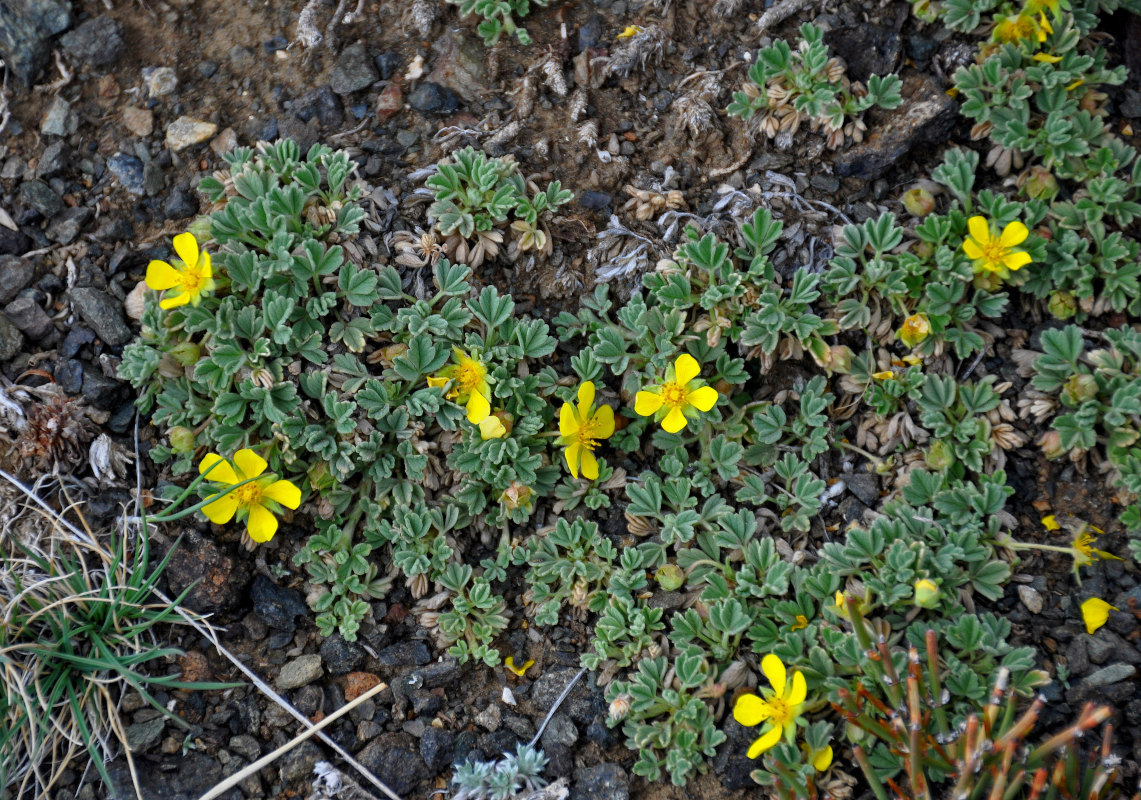 Image of Potentilla acaulis specimen.