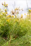 Filipendula vulgaris. Плодоносящее растение. Псковская обл., Печорский р-н, Изборско-Мальская долина восточнее оз. Городищенское, суходольный разнотравно-злаковый луг. 03.08.2019.