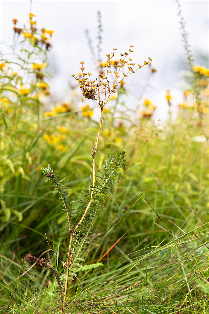 Image of Filipendula vulgaris specimen.