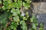 Cymbalaria muralis. Цветущее растение. Великобритания, Англия, парк \"Landscape Garden\", на каменной стене. 21.01.2019.