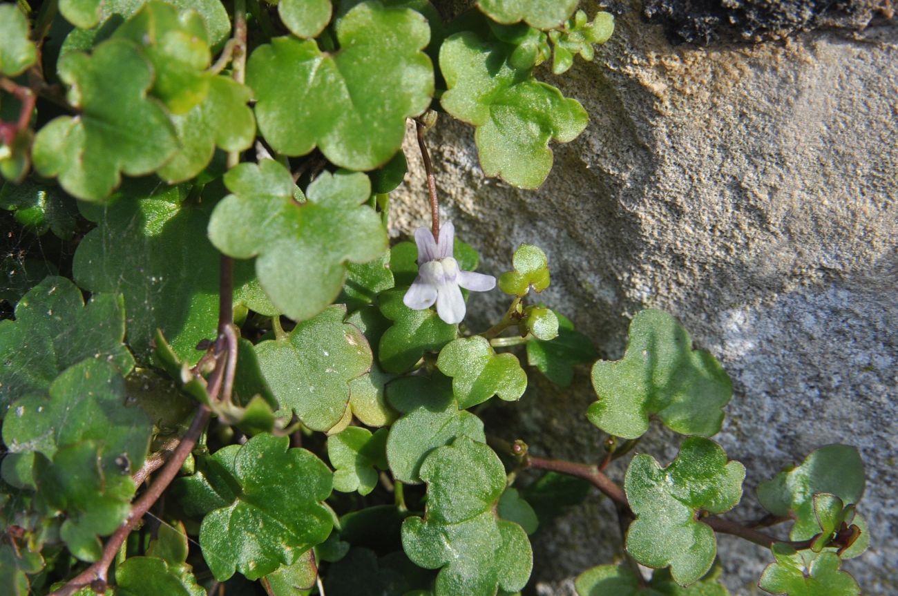 Изображение особи Cymbalaria muralis.