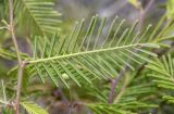 Vachellia aroma variety huarango. Часть побега (вид с абаксиальной стороны листа). Перу, регион La Libartad, археологический комплекс \"Chan Chan\". 26.10.2019.