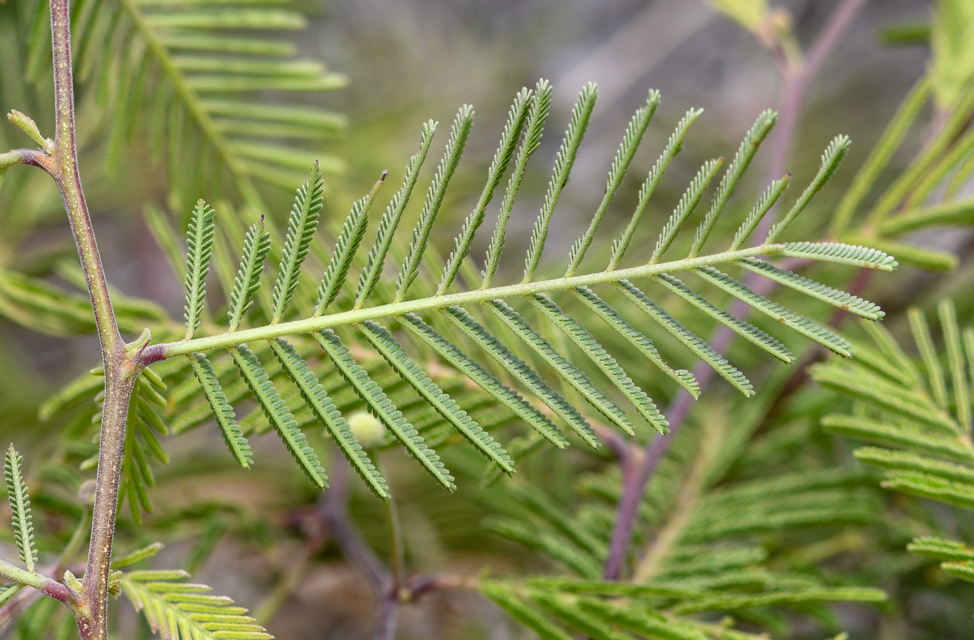 Image of Vachellia aroma var. huarango specimen.