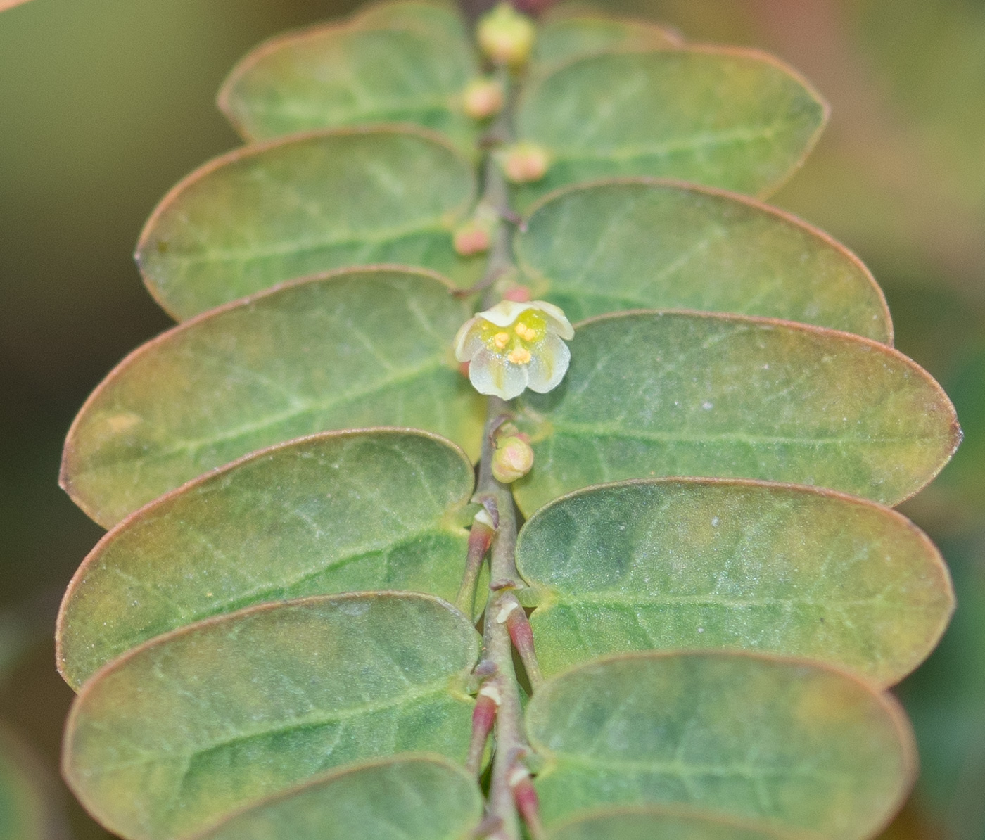 Image of Phyllanthus niruri specimen.